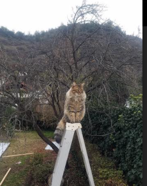 双线战场，从掘金生死战到2026世界杯的塞尔维亚轴心