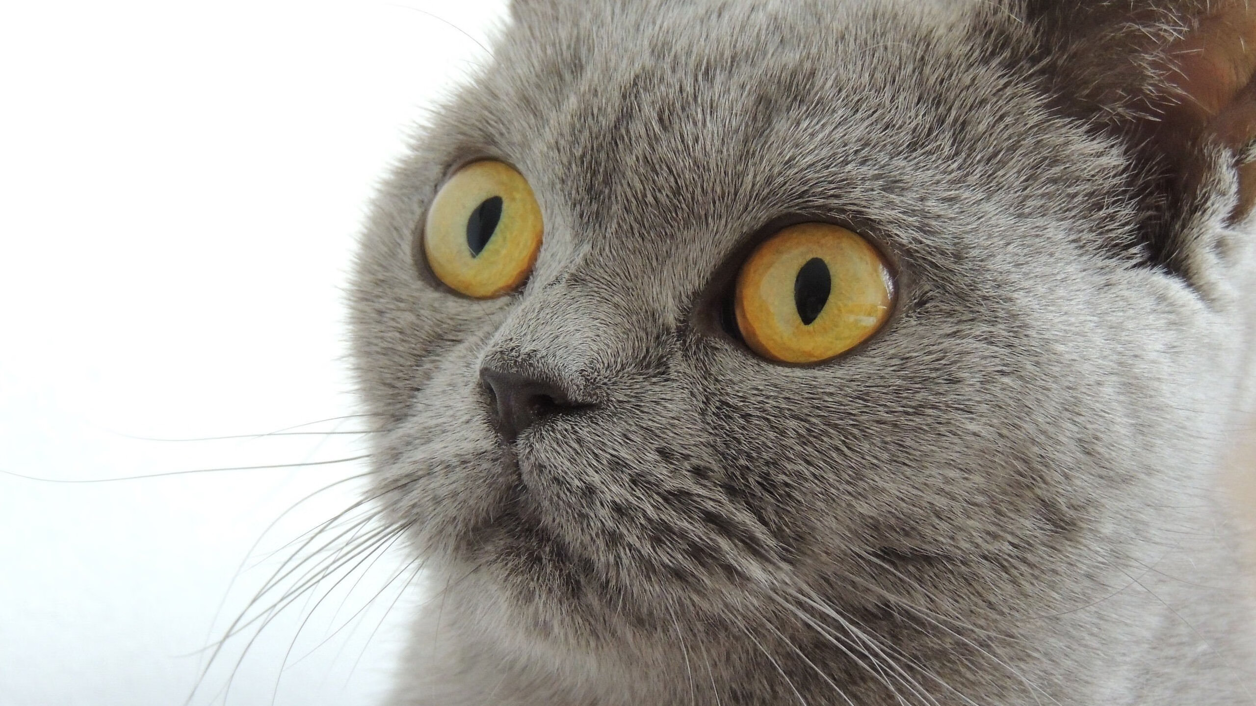 双线战场，从掘金生死战到2026世界杯的塞尔维亚轴心