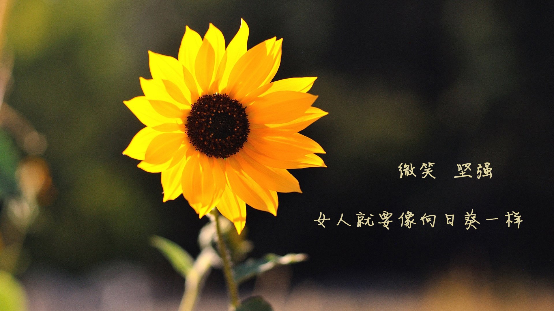 独一无二的征服，西甲国家德比之夜，努涅斯进攻端无人可挡的传奇