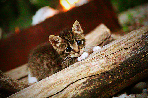 西亚卡姆硬仗之王！魔术绝杀国王背后，是大心脏还是宿命轮回？