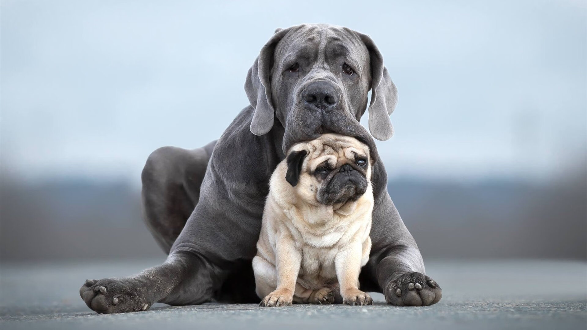 迪巴拉关键先生本色闪耀，智利友谊赛速胜雷恩展现实力