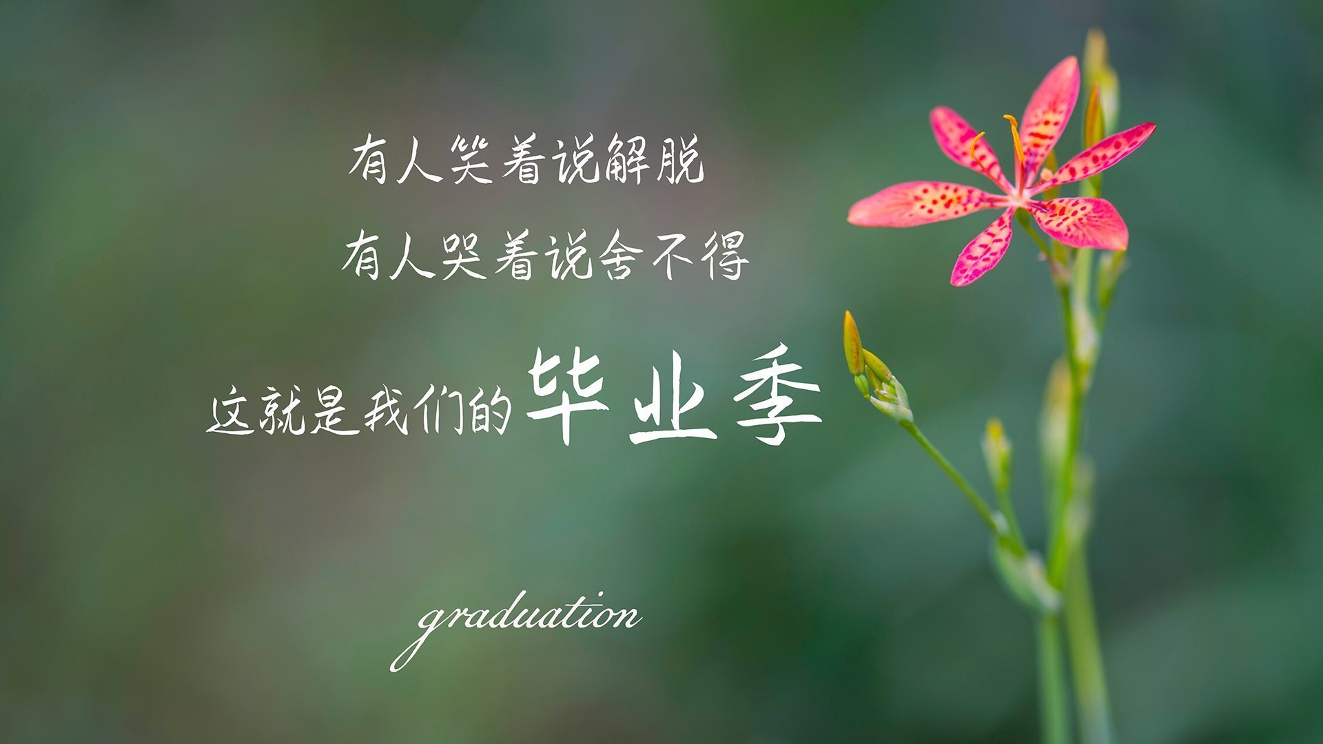沙漠之鹰与象兵的生死时速,2026世界杯B组,迪亚斯一剑封喉,阿联酋攻守转换如潮水般淹没泰国