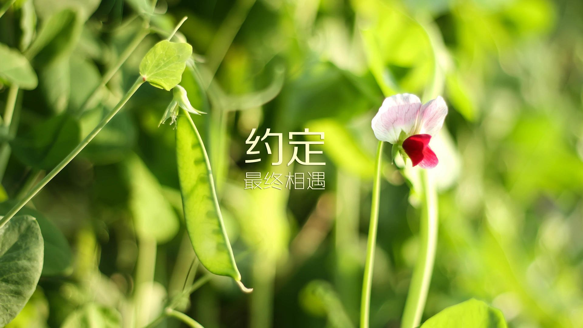 死亡之组的宿命对决,三笘薰的闪电战撕碎西班牙的完美剧本